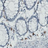 Monoclonal Anti-MRC1 antibody produced in mouse Prestige Antibodies&#174; Powered by Atlas Antibodies, clone CL0387, purified immunoglobulin, buffered aqueous glycerol solution