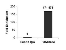 ChIPAb+ Trimethyl-Histone H3 (Lys4) - ChIP Validated Antibody and Primer Set, rabbit monoclonal from rabbit