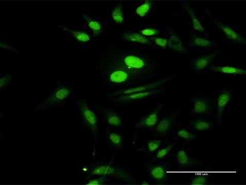 Anti-PTMS antibody produced in rabbit purified immunoglobulin, buffered aqueous solution