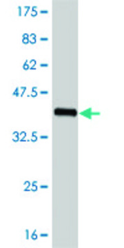 ANTI-FOXC2 antibody produced in mouse clone 4A5, purified immunoglobulin, buffered aqueous solution