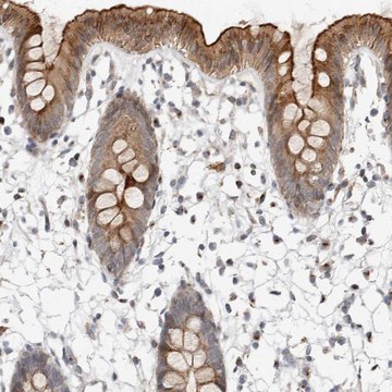 Anti-NPY4R antibody produced in rabbit Prestige Antibodies&#174; Powered by Atlas Antibodies, affinity isolated antibody, buffered aqueous glycerol solution