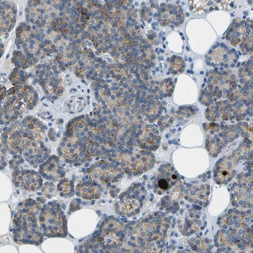 Anti-LGI2 antibody produced in rabbit Prestige Antibodies&#174; Powered by Atlas Antibodies, affinity isolated antibody, buffered aqueous glycerol solution