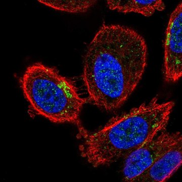 Anti-ZDHHC7 antibody produced in rabbit Prestige Antibodies&#174; Powered by Atlas Antibodies, affinity isolated antibody