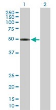 Anti-LPCAT2 antibody produced in mouse purified immunoglobulin, buffered aqueous solution