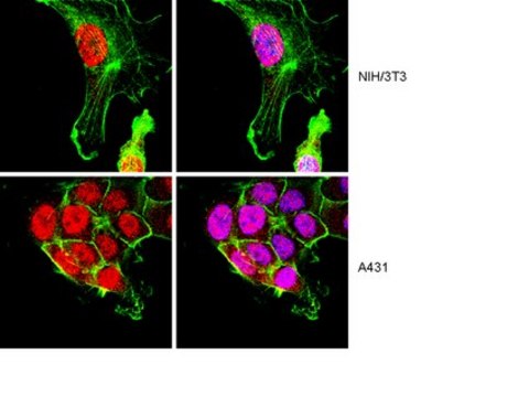 Anti-FOXO4 Antibody from rabbit, purified by affinity chromatography