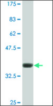 Monoclonal Anti-GRM7 antibody produced in mouse clone 1H5, ascites fluid