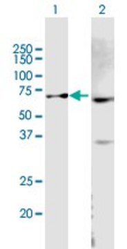 Anti-ABCB9 antibody produced in mouse purified immunoglobulin, buffered aqueous solution