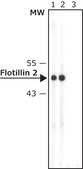 Anti-Flotillin 2 (C-terminal) ~1&#160;mg/mL, affinity isolated antibody, buffered aqueous solution