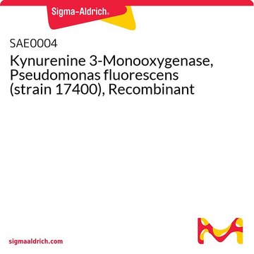 Kynurenine 3-Monooxygenase, Pseudomonas fluorescens (strain 17400), Recombinant