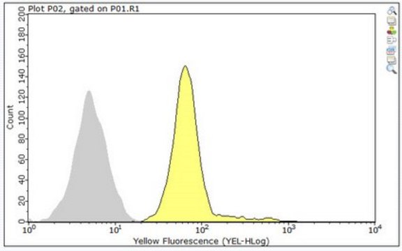 Anti-DEFA1 from rabbit, purified by affinity chromatography