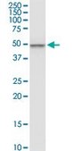Monoclonal Anti-CNOT2 antibody produced in mouse clone 3F1, purified immunoglobulin, buffered aqueous solution