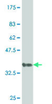 ANTI-GNL3 antibody produced in mouse clone 4B10, purified immunoglobulin, buffered aqueous solution