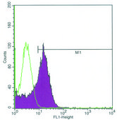 Monoclonal Anti-FTH1 antibody produced in mouse ~1.0&#160;mg/mL, clone FTH24, purified immunoglobulin