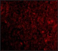 Anti-PD-1 (ab1) antibody produced in rabbit affinity isolated antibody, buffered aqueous solution
