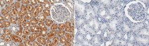 Anti-STK3 Antibody, clone 1H12 ZooMAb&#174; Rabbit Monoclonal recombinant, expressed in HEK 293 cells