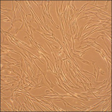Canine Coronary Artery Smooth Muscle Cells: CnCASMC (Cryovial)