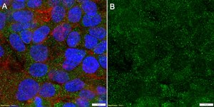Anti-Complement C3 Antibody, clone 1D19 ZooMAb&#174; Rabbit Monoclonal recombinant, expressed in HEK 293 cells