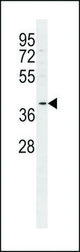 ANTI-FFAR2(C-TERMINAL) antibody produced in rabbit affinity isolated antibody, buffered aqueous solution