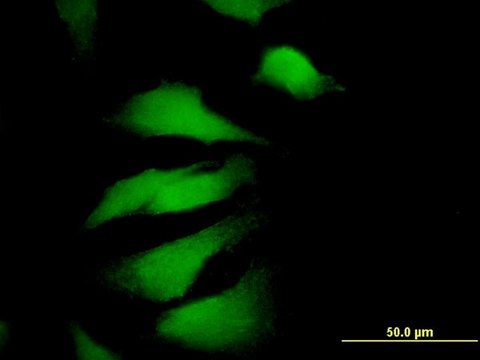 Monoclonal Anti-EDIL3 antibody produced in mouse clone 4C9, purified immunoglobulin, buffered aqueous solution