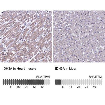 Anti-IDH3A antibody produced in rabbit affinity isolated antibody, buffered aqueous glycerol solution