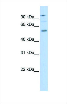 Anti-TEAD1 antibody produced in rabbit affinity isolated antibody