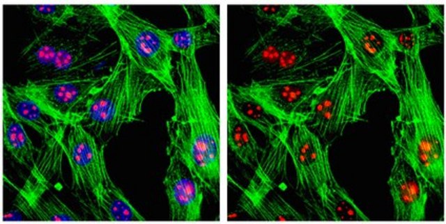 Anti-SC-35 Antibody, clone 1SC-4F11 ascites fluid, clone 1SC-4F11, from mouse