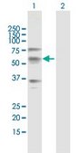 Anti-CREB3L1 antibody produced in mouse purified immunoglobulin, buffered aqueous solution