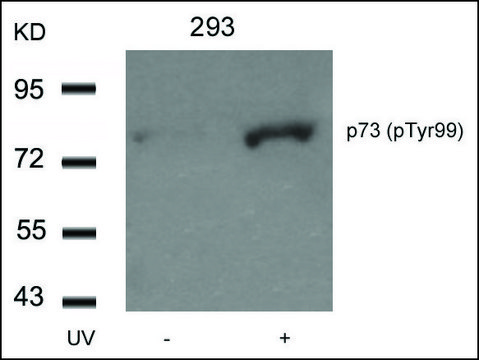 Anti-phospho-TP73 (pTyr99) antibody produced in rabbit affinity isolated antibody