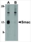 Anti-SMAC antibody produced in rabbit affinity isolated antibody, buffered aqueous solution