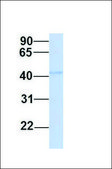 Anti-GOLM1 antibody produced in rabbit affinity isolated antibody