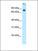 Anti-POR (AB2) antibody produced in rabbit IgG fraction of antiserum