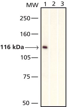 Anti-c-Myc&#8722;Biotin antibody, Mouse monoclonal clone 9E10, purified from hybridoma cell culture