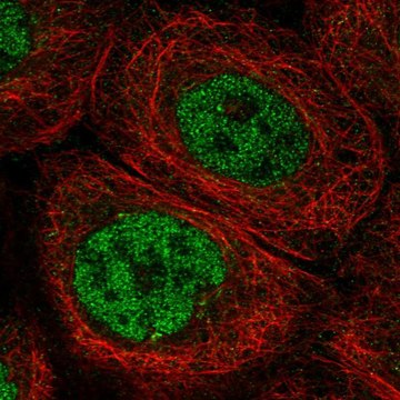Anti-DCLRE1C antibody produced in rabbit Prestige Antibodies&#174; Powered by Atlas Antibodies, affinity isolated antibody