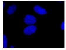 Anti-Myc Tag Antibody, clone 9E10, Alexa Fluor&#8482; 555 conjugate clone 9E10, Upstate&#174;, from mouse