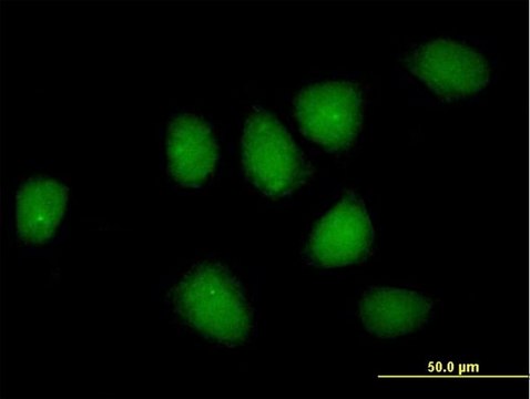 Anti-NR3C1 antibody produced in rabbit purified immunoglobulin, buffered aqueous solution