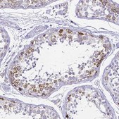 Anti-CCNB1 antibody produced in rabbit Prestige Antibodies&#174; Powered by Atlas Antibodies, affinity isolated antibody