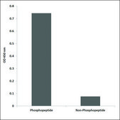 Anti-phospho-Ezrin (pTyr353) antibody produced in rabbit affinity isolated antibody