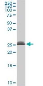 Monoclonal Anti-PAFAH1B3 antibody produced in mouse clone 3G6, purified immunoglobulin, buffered aqueous solution