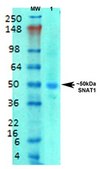 Monoclonal Anti-Gaba-B Receptor 1 - Apc antibody produced in mouse clone S93A-49, purified immunoglobulin