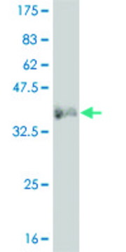 ANTI-LMO2 antibody produced in mouse clone 4C6, purified immunoglobulin, buffered aqueous solution