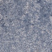 Monoclonal Anti-MUC16 antibody produced in mouse Prestige Antibodies&#174; Powered by Atlas Antibodies, clone CL2783, purified immunoglobulin