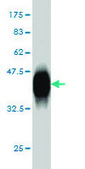 Monoclonal Anti-POLD3 antibody produced in mouse clone 3E2, purified immunoglobulin, buffered aqueous solution