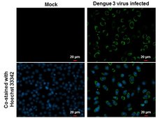 Anti-NS3 antibody produced in rabbit affinity isolated antibody, buffered aqueous solution