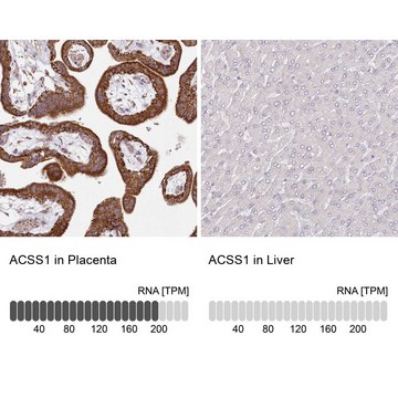 Anti-ACSS1 antibody produced in rabbit Prestige Antibodies&#174; Powered by Atlas Antibodies, affinity isolated antibody, buffered aqueous glycerol solution