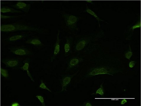 Monoclonal Anti-BCL9 antibody produced in mouse clone 1A2, purified immunoglobulin, buffered aqueous solution