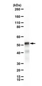 Anti-PAXIP1 from rabbit
