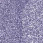 Anti-POU1F1 antibody produced in rabbit Prestige Antibodies&#174; Powered by Atlas Antibodies, affinity isolated antibody, buffered aqueous glycerol solution