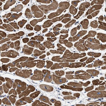 Anti-SFXN4 antibody produced in rabbit Prestige Antibodies&#174; Powered by Atlas Antibodies, affinity isolated antibody, buffered aqueous glycerol solution