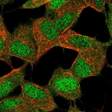 Anti-POLR2K antibody produced in rabbit Prestige Antibodies&#174; Powered by Atlas Antibodies, affinity isolated antibody