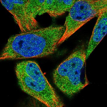 Anti-HDAC4 antibody produced in rabbit Prestige Antibodies&#174; Powered by Atlas Antibodies, affinity isolated antibody